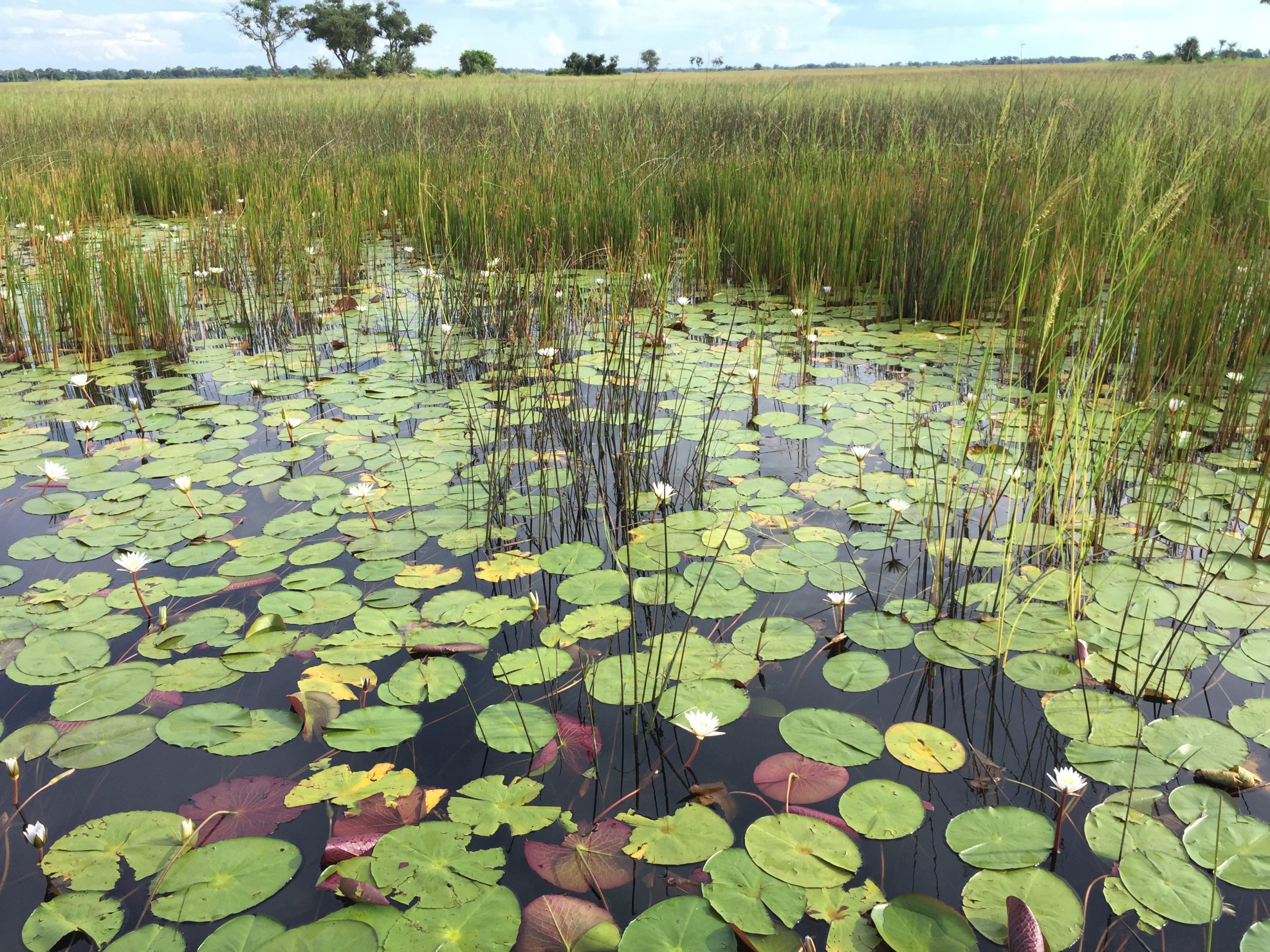 Addressing sub-Saharan Africa’s inadequate sanitation - Lilies in the Okavango basin